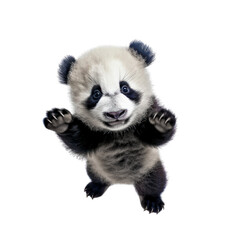 portrait cute funny Panda bear, wild animal, stretches its paws towards the camera, fluffy pet, isolated	