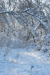 winter forest in the snow