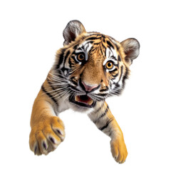 portrait cute funny Tiger, wild animal, jumps towards the camera, fluffy pet, isolated	