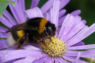 Closeup on a hairy colorful queen buff-tailed bumblebee , Bombus terrestris on a blue aster in the...