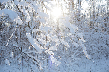 winter forest in the snow