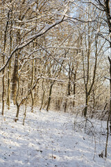 winter forest in the snow