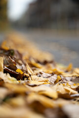 散歩道の落ち葉