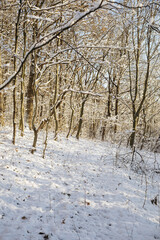 winter forest in the snow