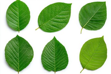 Naklejka premium A photostock of floating tropical green leaves with detailed veins, arranged artistically, isolated on a clean white background, fresh and elegant, High Quality