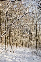 winter forest in the snow