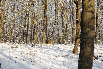 winter forest in the snow