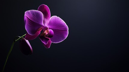 Plakat A single purple orchid against a dark background, low-key lighting shot, Dramatic style