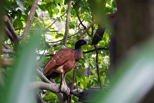 The Helmeted Curassow (Pauxi pauxi) is a large, striking bird native to the Andean mountains of South America, specifically found in Colombia and northern Ecuador. 