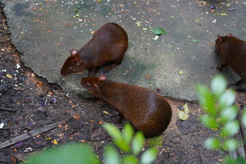 Capybara (Hydrochoerus hydrochaeris)
