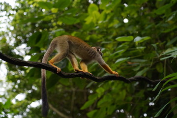 Central American squirrel monkey
Primate