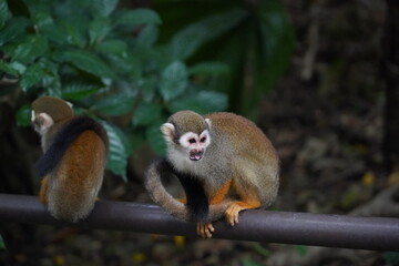 Central American squirrel monkey
Primate