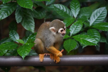 Central American squirrel monkey
Primate