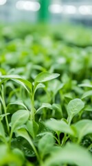 Hydroponic water spinach
