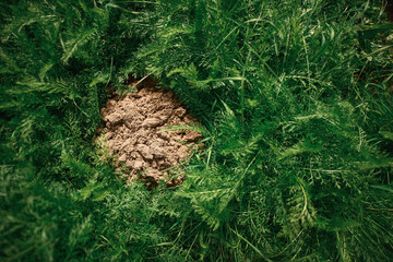 Soil pile in nature surrounded by plants