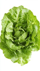 lettuce. lettuce on white background