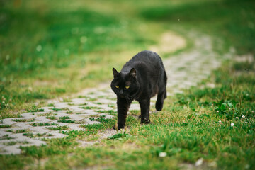 Black cat hunting in backyard with focus on whiskers and fur