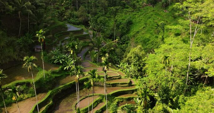 Drone ascends over palm trees in Bali&rsquo;s Ubud rice terraces with green fields and traditional agricultural landscape, heading into shadows