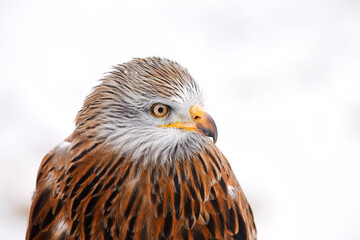 Winter portrait of red kite, Milvus milvus, isolated on natural white background. Endangered bird of prey with red feather. Cute raptor with beautiful eyes and snowflakes on feather. Wildlife nature.