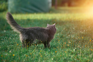 Fluffy cat with green eyes on grass