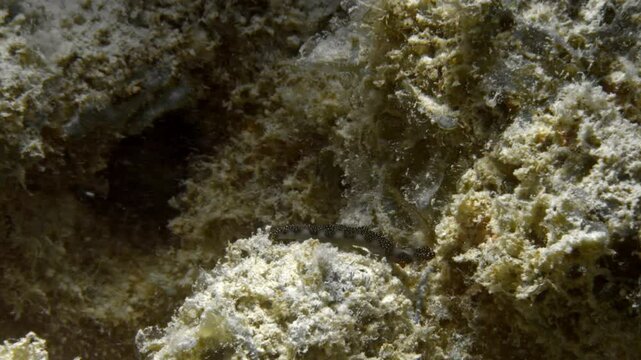 An elusive Thuridilla Moebii nudibranch crawls slowly on the murky ocean floor and moves up a volcanic rock.