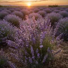 Obraz premium A bouquet of lavender and daisies with a sunset lavender field background.