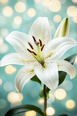 Elegant White Lily Bloom, Soft Turquoise Bokeh Background, Tranquility and Floral Beauty