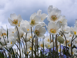 Fototapeta premium Anemone is a genus of perennial herbaceous plants