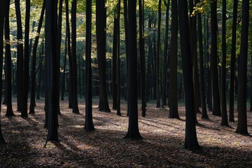 Obraz premium Image of a dense forest with many tall trees