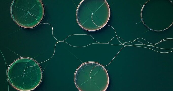 Marine fish pens in Norwegian fjord, contentious salmon farming industry. Drone