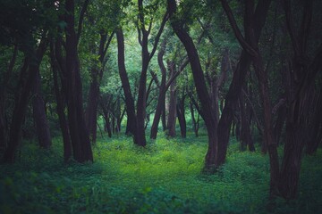 Fototapeta premium A dense forest with numerous green trees, ideal for use in environmental or nature-themed projects