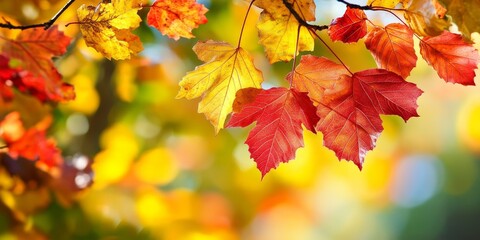 Obraz premium Autumn transformed the leaves into a vibrant canvas of colors, showcasing the beauty of autumn as it painted nature s scenery with a stunning array of autumn hues.
