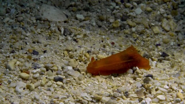 A beautiful red nudibranch (Red Dorid - Rostanga pulchra) gently crawls in the shallow sandy ocean floor.
