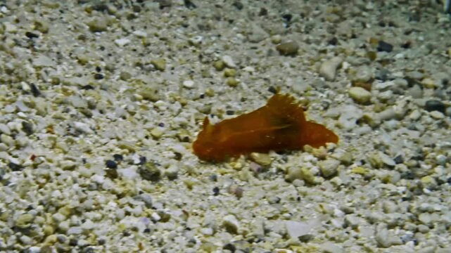 A beautiful and elusive Red dorid nudibranch (Rostanga pulchra) gently crawls on the sandy ocean floor.