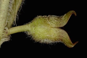 Asarabacca (Asarum europaeum). Flower Closeup