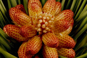Black Pine (Pinus nigra). Pollen Cones Closeup