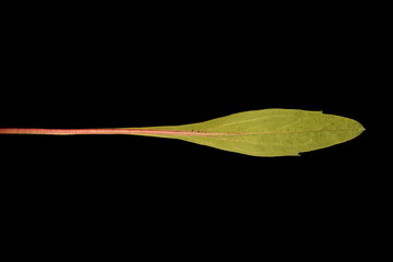 Bitter Fleabane (Erigeron acris). Basal Leaf Closeup