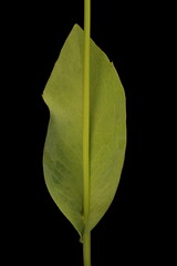 Clasping Coneflower (Rudbeckia amplexicaulis). Leaf Closeup