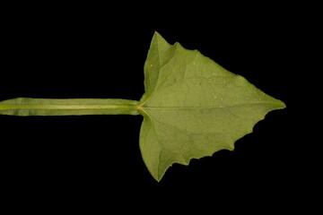 Black-Eyed Susan Vine (Thunbergia alata). Basal Leaf Closeup