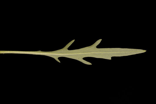 Perennial Wall-Rocket (Diplotaxis tenuifolia). Leaf Closeup
