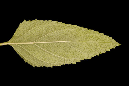 Common Figwort (Scrophularia nodosa). Leaf Closeup