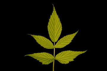 Raspberry (Rubus idaeus). Vegetative Shoot Leaf Closeup