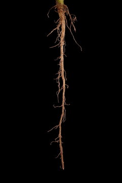 Husk Tomato (Physalis pubescens). Root Closeup