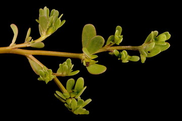 Common Purslane (Portulaca oleracea). Shoot Detail Closeup