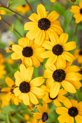 Yellow Flowers rudbeckia triloba on a beautiful Sunny day in August. close up