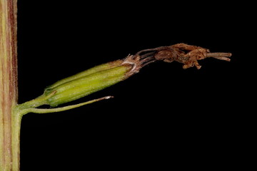 Przewalski's Leopardplant (Ligularia przewalskii). Marcescent Capitulum Closeup