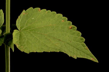 Wrinkled Giant Hyssop (Agastache rugosa). Leaf Closeup