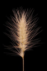 Feathertop Grass (Cenchrus longisetus). Inflorescence Closeup