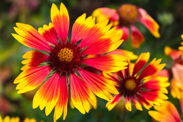 Ordinary gaylardiya or Giardia of aristat or ordinary Banquet or Banquet or brown-eyed Susan perennial wildflowers with yellow or reddish petals. close up