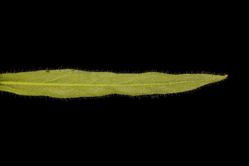 Painted Tongue (Salpiglossis sinuata). Cauline Leaf Closeup